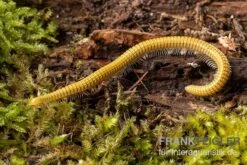 Golden-Cave-Tausendfüßer, Spiroboulus Sp. “Golden Cave” -Sera Geschaft Golden Cave Tausendfuesser Spirobolus sp Golden Cave 3