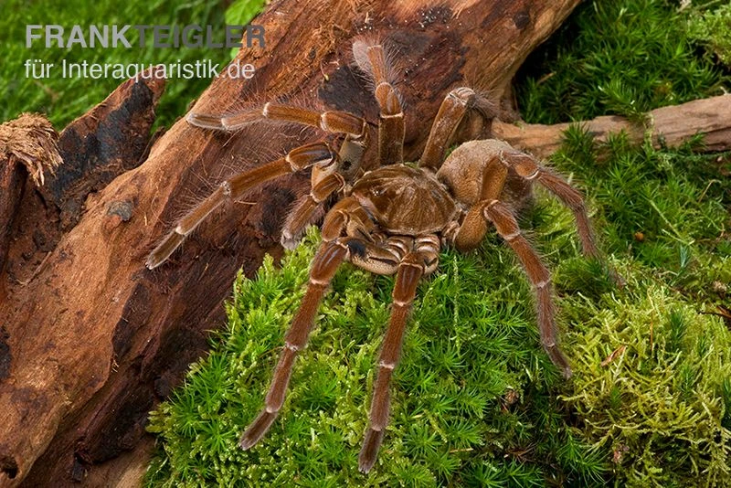 Goliath-Vogelspinne, Theraphosa Stirmi 1 Goliath-Vogelspinne, Theraphosa Stirmi