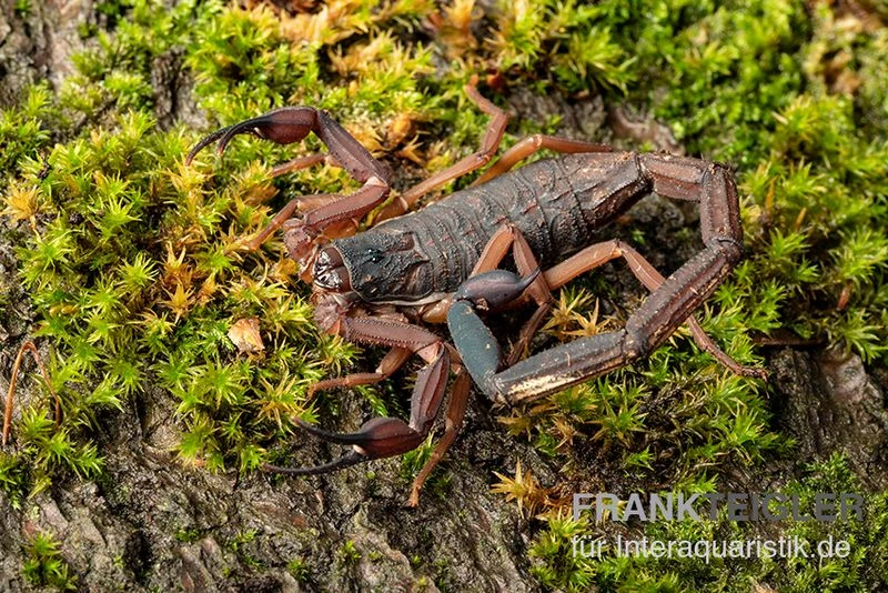 Gracilis-Skorpion, Centruroides Gracilis 2 Gracilis-Skorpion, Centruroides Gracilis – Bild 2