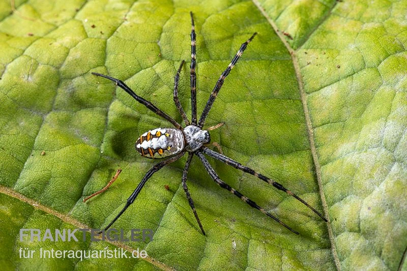 Grass Cross Spider, Argiope Catenulata (Wespenspinne) 1 Grass Cross Spider, Argiope Catenulata (Wespenspinne)