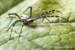 Grass Cross Spider, Argiope Catenulata (Wespenspinne) 5 Grass Cross Spider, Argiope Catenulata (Wespenspinne) -Sera Geschaft Grass Cross Spider Argiope catenulata 03