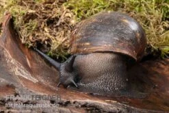 Große Achatschnecke, Archachatina Marginata Ovum -Sera Geschaft Grosse Achatschnecke Archachatina marginata ovum 3