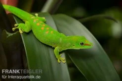 Grosser Madagaskar Taggecko, Phelsuma Mad. Grandis DNZ -Sera Geschaft Grosser Madagaskar Taggecko Phelsuma madagacariensis grandis 3