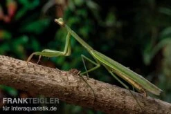 Grüne Fangheuschrecke, Green Mantis, Hierodula Patellifera -Sera Geschaft Gruene Fangheuschrecke Green Mantis Hierodula patellifera 4 jpg