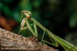 Grüne Fangheuschrecke, Green Mantis, Hierodula Patellifera -Sera Geschaft Gruene Fangheuschrecke Green Mantis Hierodula patellifera 5 jpg