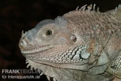 Grüner Leguan, Iguana Iguana