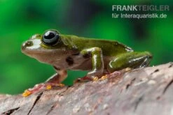 Grüner Riedfrosch, Hyperolius Fusciventris -Sera Geschaft Gruener Riedfrosch Hyperolius fusciventris 3