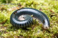 Grüngelber Tausendfüßer, Aulacobolus Sp. „Green-Yellow“