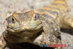 Hardun, Laudakia Stellio Brachydactyla -Sera Geschaft Hardun Laudakia stellio brachydactyla 3