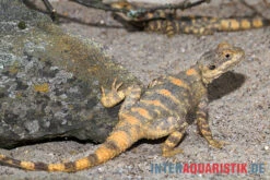 Hardun, Laudakia Stellio Brachydactyla -Sera Geschaft Hardun Laudakia stellio brachydactyla 4