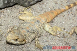 Hardun, Laudakia Stellio Brachydactyla -Sera Geschaft Hardun Laudakia stellio brachydactyla 5