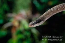 Herald-Schlange, Crotaphopeltis Hotamboeia -Sera Geschaft Herald Schlange Crotaphopeltis hotamboeia