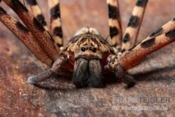 Riesenkrabbenspinne, Heteropoda Cf. Maxima 3 Riesenkrabbenspinne, Heteropoda Cf. Maxima -Sera Geschaft Heteropoda cf maxima 28