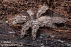 Marmorvogelspinne, Heteroscodra Maculata XL -Sera Geschaft Heteroscodra maculata 2