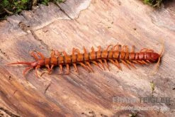 Hundertfüßer, Scolopendra Subspinipes "Malay Red Cherry" 5 Hundertfüßer, Scolopendra Subspinipes "Malay Red Cherry" -Sera Geschaft Hundertfuesser Scolopendra subspinipes Malay Red Cherry 1