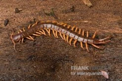 Hundertfüßer, Scolopendra Subspinipes "Thai-Red-Dragon" -Sera Geschaft Hundertfuesser Scolopendra subspinipes ThaiRedDragon 03