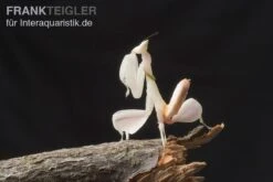 Orchideenmantis, Hymenopus Coronatus