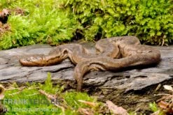 Javanische Warzenschlange, Acrochordus Javanicus