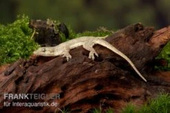 Jungferngecko, Lepidodactylus Lugubris -Sera Geschaft Jungferngecko Lepidodactylus lugubris1