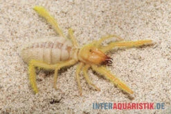 Kamelspinne, Galeodes Sp.