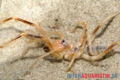 Kamelspinne, Galeodes Sp. -Sera Geschaft Kamelspinne Walzenspinne Galeodes sp 3
