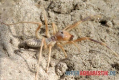 Kamelspinne, Galeodes Sp. -Sera Geschaft Kamelspinne Walzenspinne Galeodes sp 4