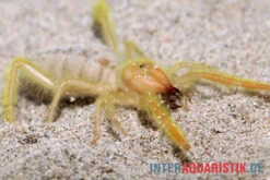 Kamelspinne, Galeodes Sp. -Sera Geschaft Kamelspinne Walzenspinne Galeodes sp 5