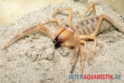 Kamelspinne, Galeodes Sp. -Sera Geschaft Kamelspinne Walzenspinne Galeodes sp 6