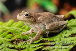 Kiefernwald-Laubfrosch, Hyla Femoralis