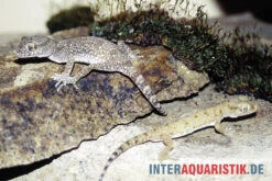 Krokodilgecko, Cyrtopodion Scabrum -Sera Geschaft Krokodilgecko Cyrtopodion scabrum 3