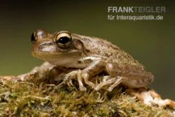 Kuba-Laubfrosch, Osteopilus Septentrionalis -Sera Geschaft Kuba Laubfrosch Osteopilus septentrionalis 3