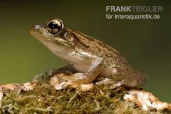 Kuba-Laubfrosch, Osteopilus Septentrionalis -Sera Geschaft Kuba Laubfrosch Osteopilus septentrionalis 4