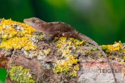 Kupferanolis, Anolis Cupreus -Sera Geschaft Kupferanolis Anolis cupreus 3