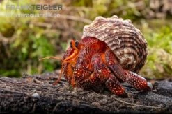 Lava-Landeinsiedlerkrebs, Coenobita Sp. Lava (Größe XL) -Sera Geschaft Lava Landeinsiedlerkrebs Coenobita sp Lava 3