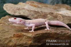 Leopardgecko, Eublepharis Macularius, BELL ALBINO ENIGMA -Sera Geschaft Leopardgecko Eublepharis macularius Bell Albino Enigma 12