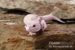 Leopardgecko, Eublepharis Macularius, BELL ALBINO ENIGMA -Sera Geschaft Leopardgecko Eublepharis macularius Bell Albino Enigma 4