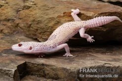 Leopardgecko, Eublepharis Macularius, BELL ALBINO ENIGMA -Sera Geschaft Leopardgecko Eublepharis macularius Bell Albino Enigma 6
