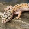 Leopardgecko, Eublepharis Macularius, ENIGMA