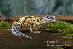Leopardgecko, Eublepharis Macularius, LEMON FROST MACK SNOW