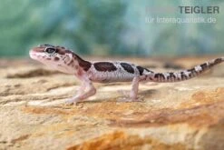Leopardgecko, Eublepharis Macularius, MACK SNOW -Sera Geschaft Leopardgecko Eublepharis macularius Mack Snow 2