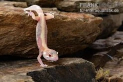 Leopardgecko, Eublepharis Macularius, STRIPE TREMPER ALBINO ECLIPSE -Sera Geschaft Leopardgecko Eublepharis macularius Stripe Tremper Albino Eclipse 11