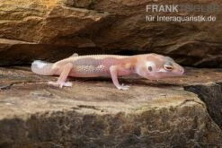 Leopardgecko, Eublepharis Macularius, STRIPE TREMPER ALBINO ECLIPSE -Sera Geschaft Leopardgecko Eublepharis macularius Stripe Tremper Albino Eclipse 2