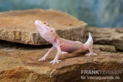 Leopardgecko, Eublepharis Macularius, STRIPE TREMPER ALBINO ECLIPSE -Sera Geschaft Leopardgecko Eublepharis macularius Stripe Tremper Albino Eclipse 4