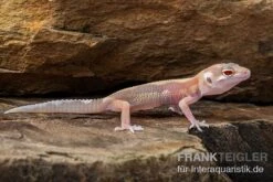 Leopardgecko, Eublepharis Macularius, STRIPE TREMPER ALBINO ECLIPSE -Sera Geschaft Leopardgecko Eublepharis macularius Stripe Tremper Albino Eclipse 6