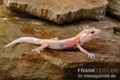 Leopardgecko, Eublepharis Macularius, STRIPE TREMPER ALBINO ECLIPSE -Sera Geschaft Leopardgecko Eublepharis macularius Stripe Tremper Albino Eclipse 9