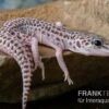 Leopardgecko, Eublepharis Macularius, SUPER MACK SNOW