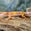 Leopardgecko, Eublepharis Macularius, TANGERINE