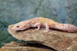Leopardgecko, Eublepharis Macularius, TREMPER ALBINO MACK SNOW ECLIPSE -Sera Geschaft Leopardgecko Eublepharis macularius Tremper Albino Mack Snow Eclipse 13