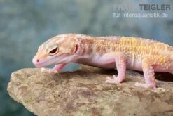 Leopardgecko, Eublepharis Macularius, TREMPER ALBINO MACK SNOW ECLIPSE -Sera Geschaft Leopardgecko Eublepharis macularius Tremper Albino Mack Snow Eclipse 18