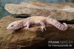 Leopardgecko, Eublepharis Macularius, TREMPER ALBINO MACK SNOW ECLIPSE -Sera Geschaft Leopardgecko Eublepharis macularius Tremper Albino Mack Snow Eclipse 8